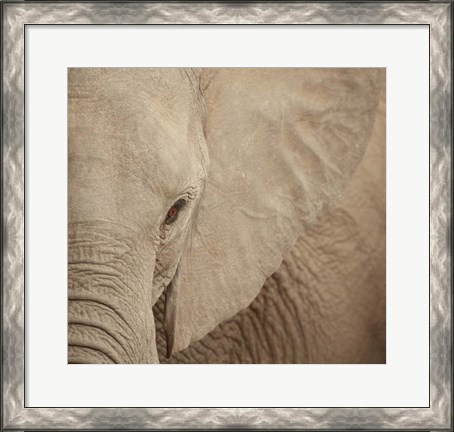 Framed Elephant Up Close Print