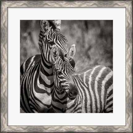 Framed Zebra Pair Print