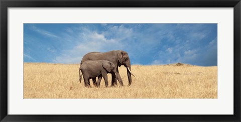 Framed Elephant and her Calf Print