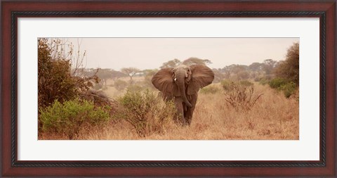 Framed Elephant in the Savannah Print