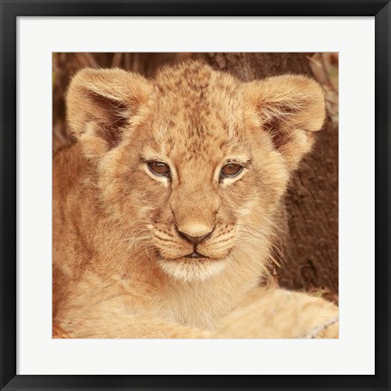 Framed Lion Cub Print