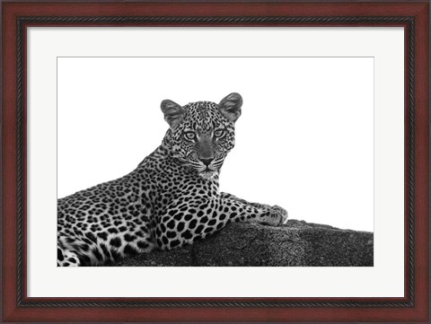 Framed Leopard in Black and White Print
