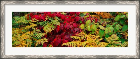 Framed Fall Foliage in Adirondack Mountains Print