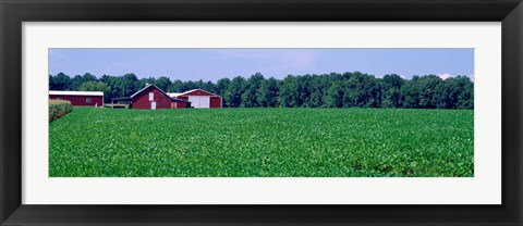 Framed Green Field with Barn, Maryland Print