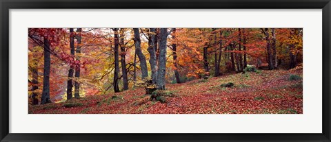 Framed Beech Trees in Autumn, Aberfeldy, Scotland Print