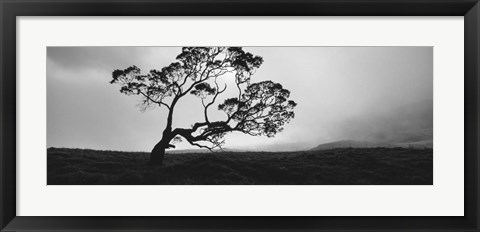 Framed Silhouette Of A Koa Tree, Big Island, Hawaii Print