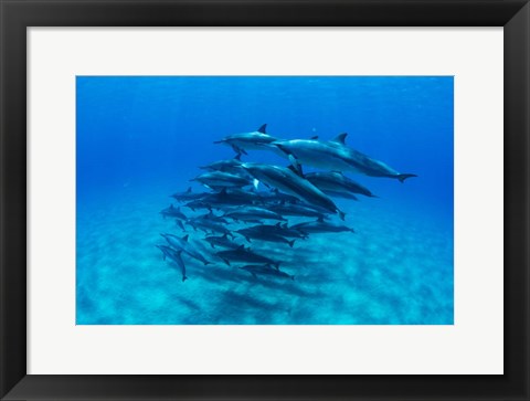 Framed Dolphins Wwimming in Pacific Ocean, Hawaii Print