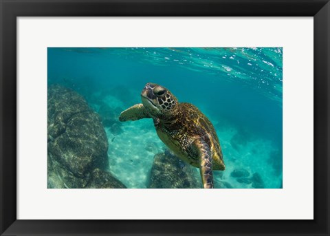 Framed Green Sea Turtle Swimming in the Pacific Ocean, Hawaii Print