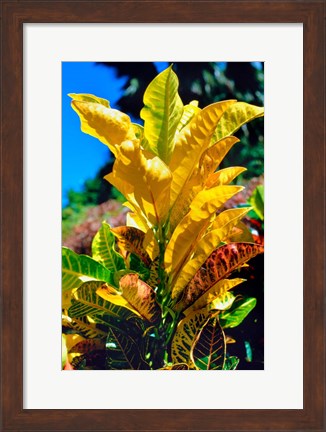 Framed Close-Up of Multi-Colored Leaves, Tahiti, French Polynesia Print
