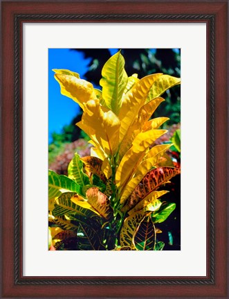 Framed Close-Up of Multi-Colored Leaves, Tahiti, French Polynesia Print