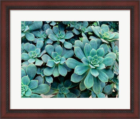 Framed Close-up of Plants, Buffalo and Erie County Botanical Gardens Print
