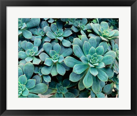 Framed Close-up of Plants, Buffalo and Erie County Botanical Gardens Print
