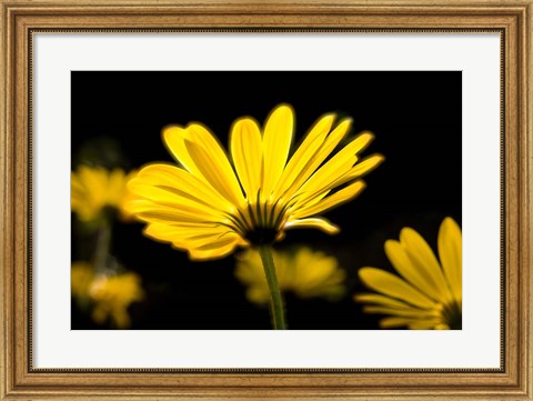 Framed Close-Up of Voltage Yellow African Daisy Flowers, Florida Print