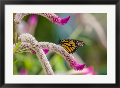 Framed Close-up of Monarch Butterfly Pollinating Flowers, Florida Print