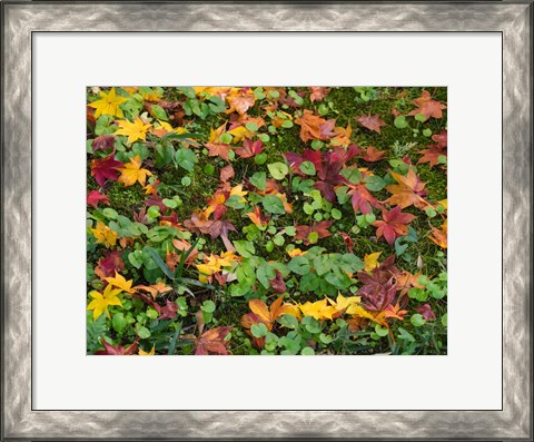 Framed Fallen Autumnal Leaves, Kodaiji Temple, Japan Print