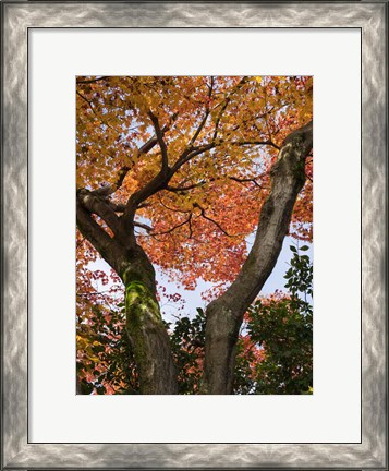 Framed Fall Leaves on V Shaped Tree, Japan Print