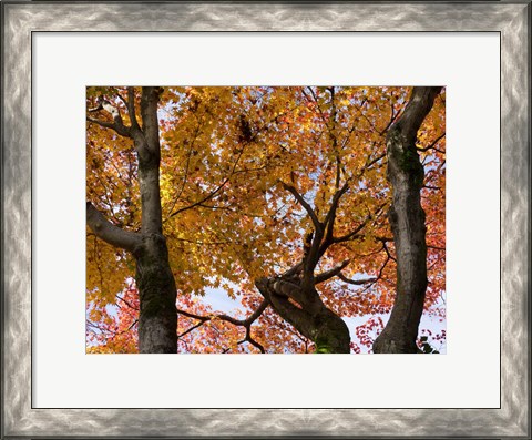 Framed Fall Leaves on Maple Tree, Japan Print