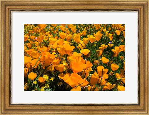 Framed Close-Up of Poppies in a field, Diamond Valley Lake, California Print