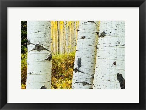 Framed Detail of Aspen Tree, Colorado Print