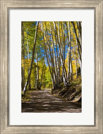 Framed Road Passing through a Forest, Maroon Creek Valley, Aspen, Colorado Print