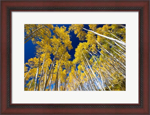 Framed Aspen Tree Tops in Maroon Bells, Aspen, Colorado Print