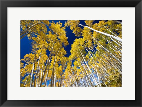 Framed Aspen Tree Tops in Maroon Bells, Aspen, Colorado Print