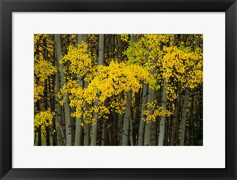Framed Autumn Trees in Maroon Creek Valley, Aspen, Colorado Print