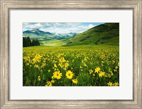 Framed Wildflowers in a Field, Crested Butte, Colorado Print