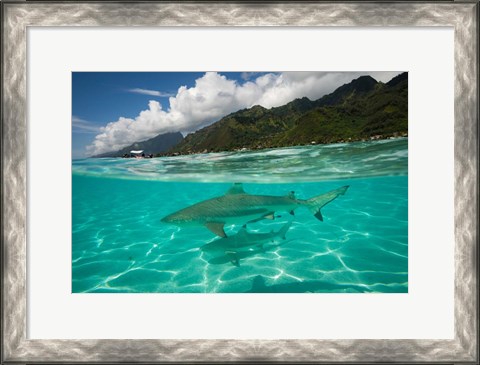 Framed Sharks in the Pacific Ocean, Moorea, Tahiti, French Polynesia Print
