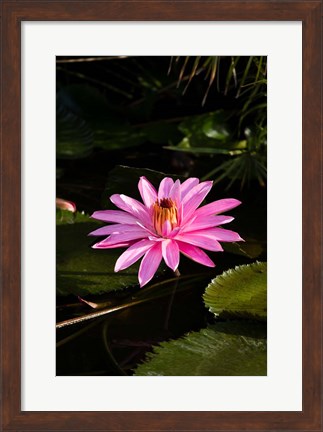 Framed Close-up of Water Lily Flower in a Pond, Tahiti, French Polynesia Print