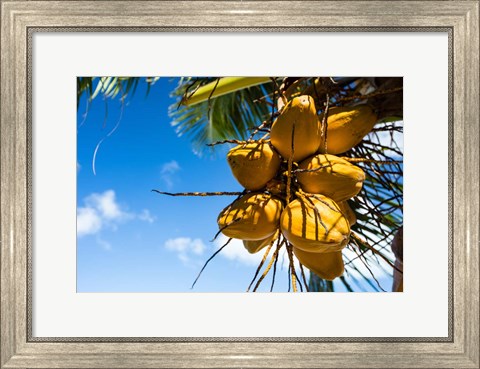 Framed Coconuts Hanging on a Tree, Bora Bora, French Polynesia Print