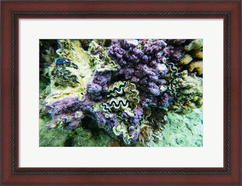Framed Coral Reef in the Pacific Ocean, Tahiti, French Polynesia Print