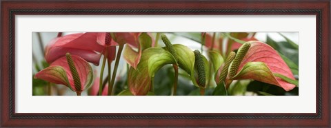 Framed Close-up of Anthurium Plant Print