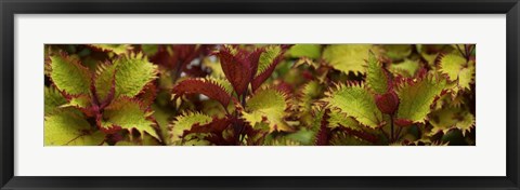 Framed Close-up of Coleus Leaves Print