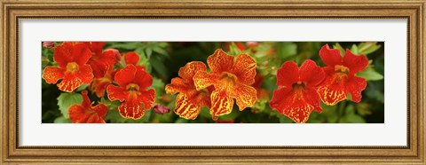 Framed Close-up of Flowers Blooming on Plant Print