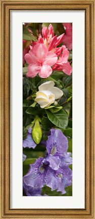 Framed Close-up of Rhododendron and Iris flowers Print