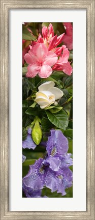 Framed Close-up of Rhododendron and Iris flowers Print