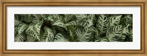 Framed Close-up of Green Leaves Print