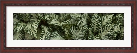 Framed Close-up of Green Leaves Print