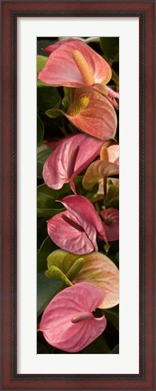 Framed Close-up of Anthurium Plants Print