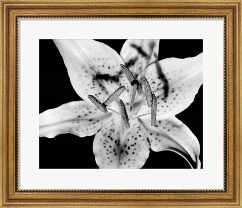 Framed Close up of Lily flower (BW) Print