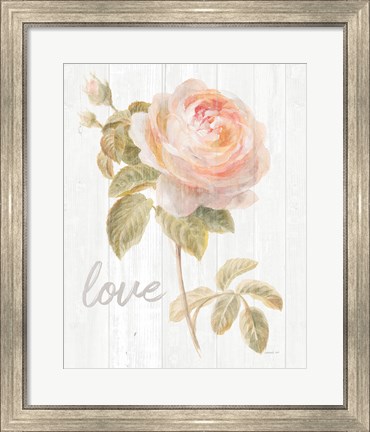 Framed Garden Rose on Wood Love Print