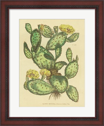 Framed Herbal Botanical XXIX Print