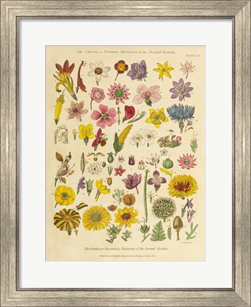 Framed Herbal Botanical XI Print