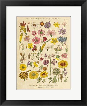 Framed Herbal Botanical XI Print