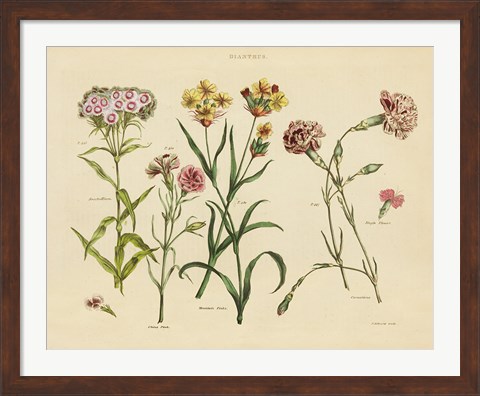 Framed Herbal Botanical VIII Print
