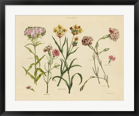 Framed Herbal Botanical VIII Print