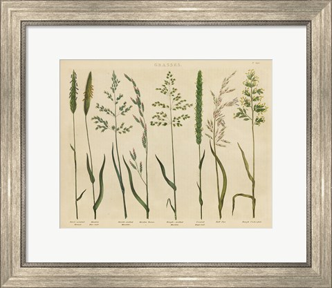 Framed Herbal Botanical VII Print