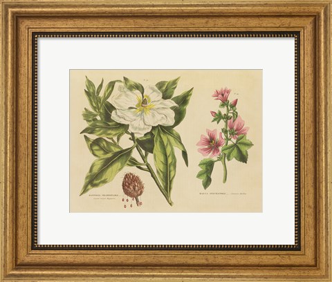 Framed Herbal Botanical II Print