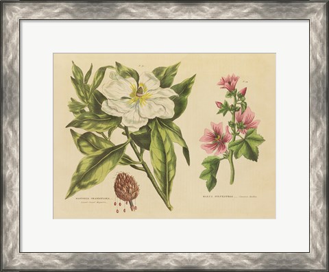 Framed Herbal Botanical II Print